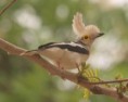 /album/photogallery/white-helmet-shrike-jpg/